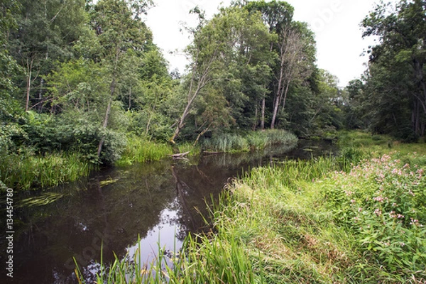 Obraz Summer forest landscape with the small river and a footpath along the coast.