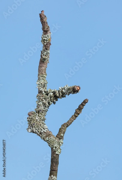 Fototapeta Wizen branch