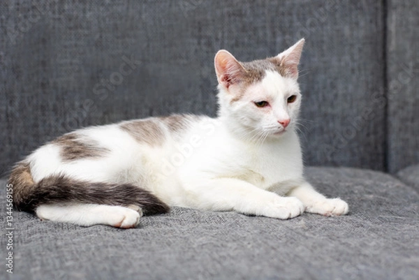 Fototapeta A white and brown cat is on a couch, looking at the camera