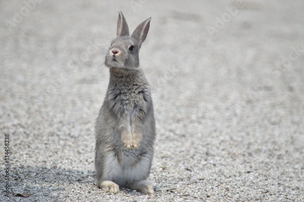 Obraz たっちうさぎ