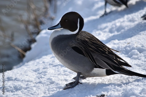 Obraz 渡り鳥の休息