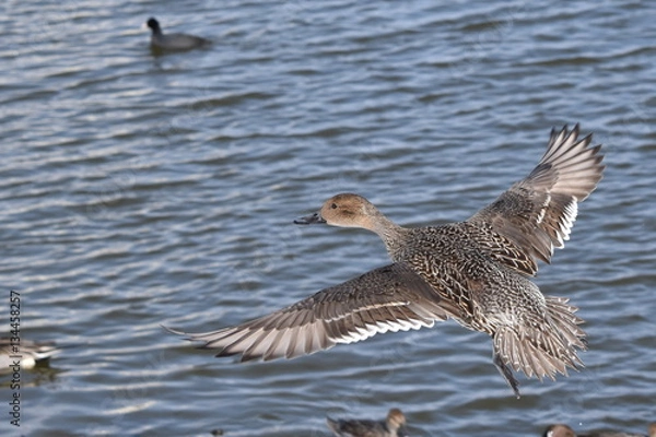 Obraz 渡り鳥の飛翔