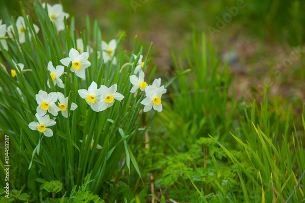 Obraz beautiful background image of autumn yellow daffodils