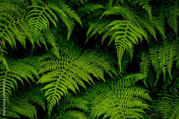 Fototapeta Green ferns
