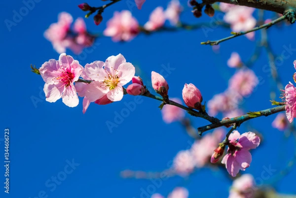 Fototapeta Peach trees bloom pink and red flowers in spring.