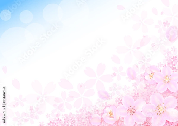 Fototapeta 桜　青空