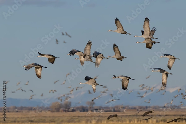 Fototapeta Migrating Greater Sandhill Cranes in Monte Vista, Colorado