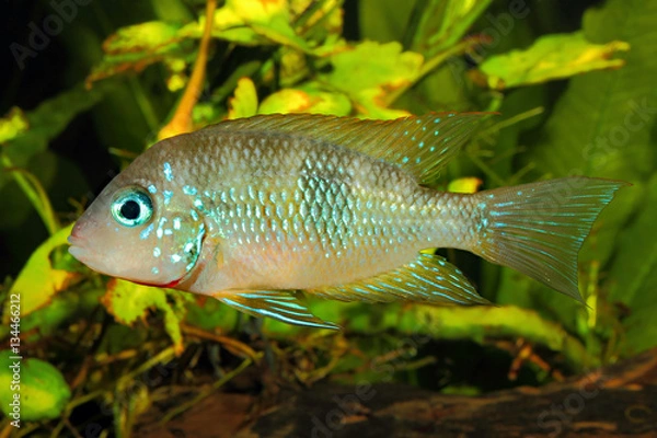Obraz Socoloffs gold cichlid (Thorichthys socoloffi) - male