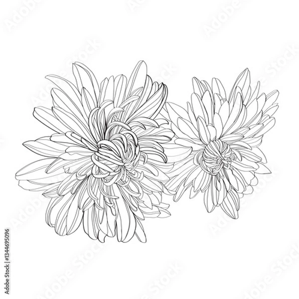 Fototapeta white chrysanthemum isolated on white