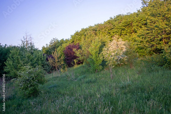 Fototapeta landscape with trees