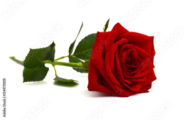 Obraz red rose isolated on white background 