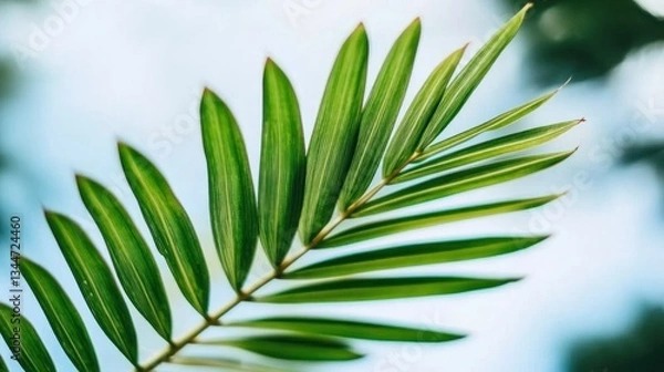 Fototapeta Vibrant palm frond, close-up, outdoors, bokeh background, nature design