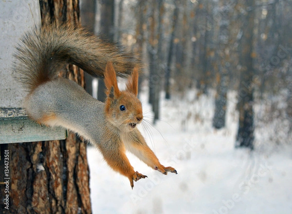 Obraz red squirrel jumps from tree.