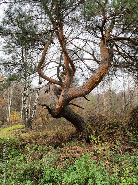 Obraz ugly pine tree