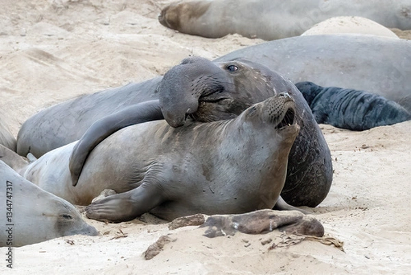 Obraz California Elephant Seals laying on beach in Ano Nuevo State Park during mating season. New born elephant seals are in abundance this time of year.