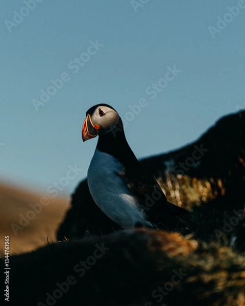 Fototapeta Majestic Atlantic puffin in Borgarfjörður Eystri, East Iceland, against a blue sky