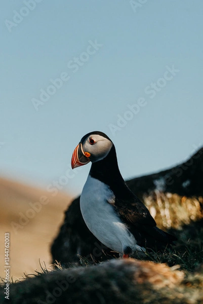 Fototapeta Majestic Atlantic puffin in Borgarfjörður Eystri, East Iceland, against a blue sky