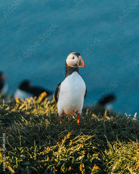 Fototapeta Atlantic puffins on a grassy cliff in golden light at Borgarfjörður Eystri, East Iceland