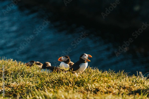 Fototapeta Atlantic puffins on a grassy cliff at Borgarfjörður Eystri, East Iceland, in golden sunlight