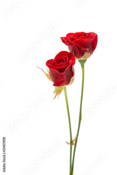 Obraz Piękna czerwona róża