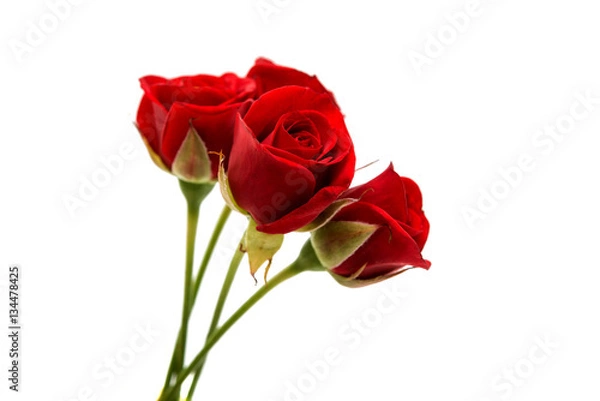 Obraz Piękna czerwona róża