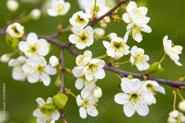Obraz Cherry tree in bloom