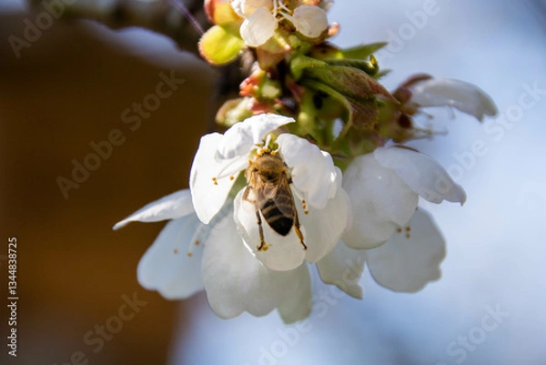 Obraz Bee pollinates cherry blossom