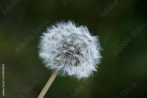 Obraz Dandelion close-up