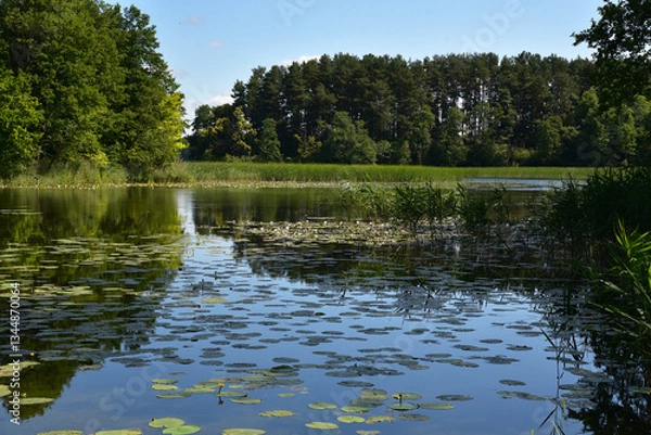 Obraz Jezioro z liliami