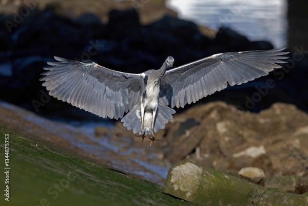 Fototapeta A grey heron (Ardea cinerea) in flight in the harbor.