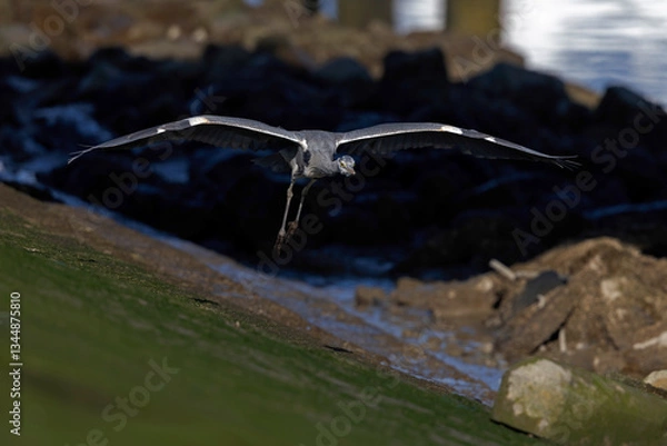 Fototapeta A grey heron (Ardea cinerea) in flight in the harbor.