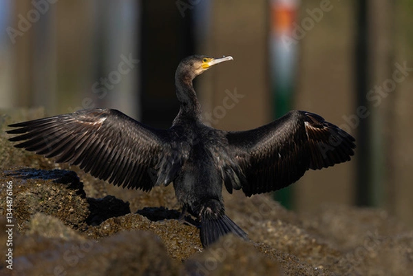 Fototapeta A great cormorant (Phalacrocorax carbo) drying its wings in the harbour.