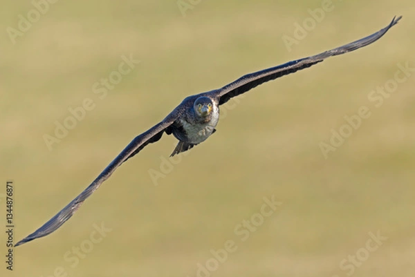 Fototapeta Great Cormorant (Phalacrocorax carbo) in flight