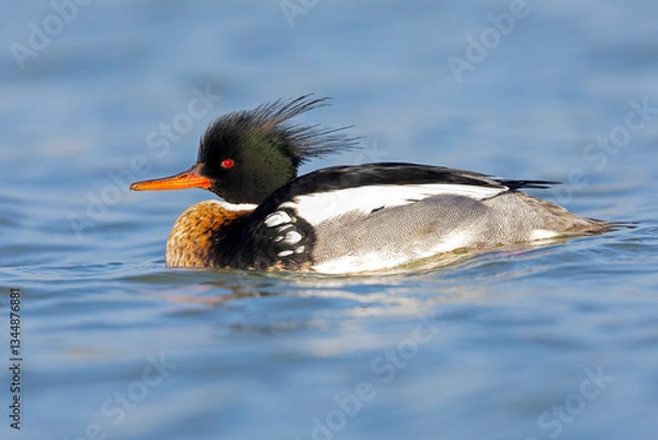 Fototapeta Red-breasted merganser (Mergus serrator) swimming in a harbor.