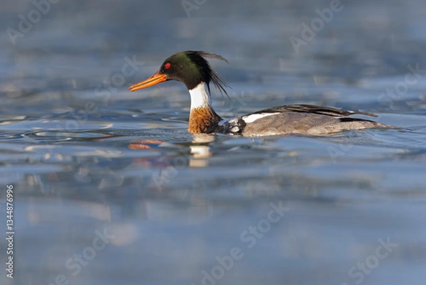 Fototapeta Red-breasted merganser (Mergus serrator) swimming in a harbor.