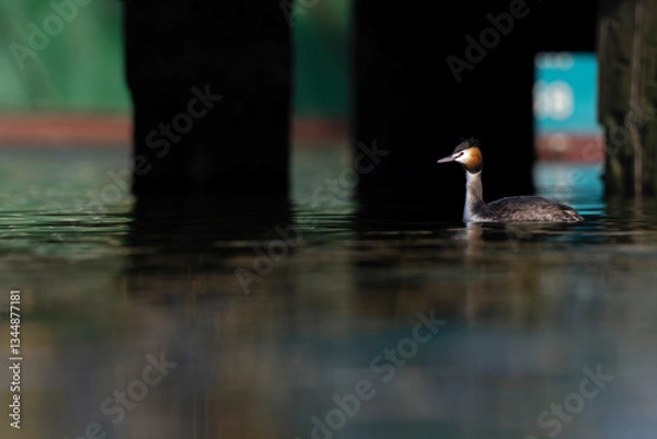 Fototapeta A great crested grebe (Podiceps cristatus) swimming in a  Dutch harbor.