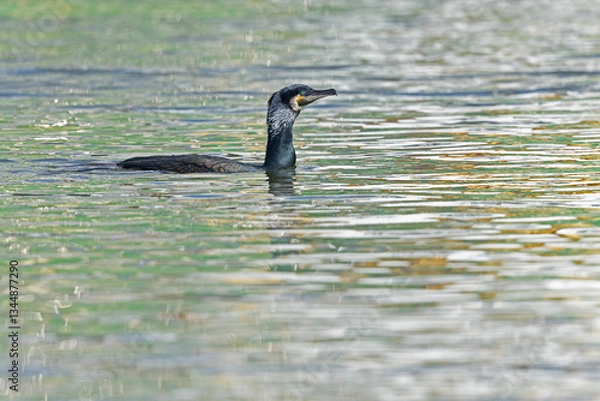 Fototapeta A great cormorant (Phalacrocorax carbo) swimming in colorful water..