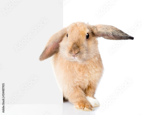 Obraz Rabbit peeks out from behind a blank banner. Isolated on white 