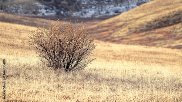 Fototapeta A solitary bush stands in a golden field under a vast sky, with distant hills in the background