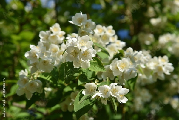 Obraz Kwitnący jaśmin