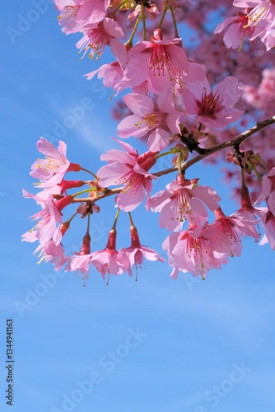 Fototapeta Close-up photo of cherry tree blossoms