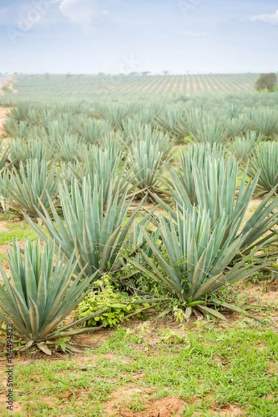 Obraz Big sisal plantation