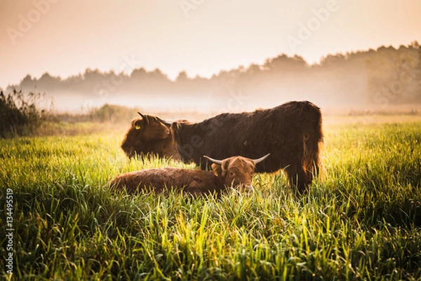 Obraz Scottish cows in the field.