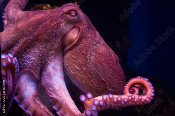 Obraz Octopus