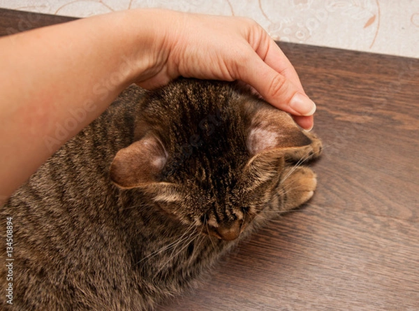 Obraz Grzybica u kota