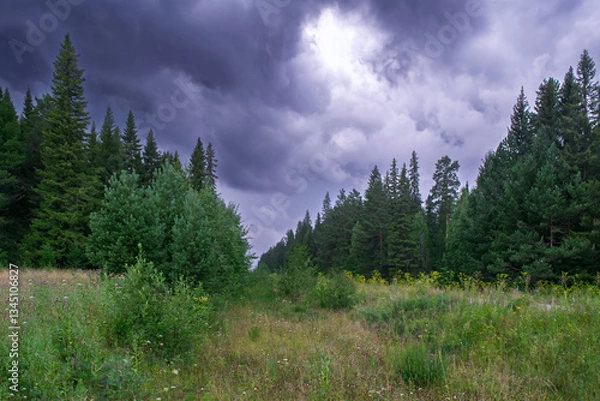 Fototapeta Summer meadow landscape with green grass and wild flowers on the background of a forest.
