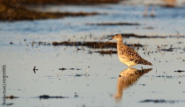 Obraz RUFF in the Beka reserve