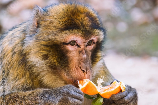 Fototapeta Barbary macaque monkey eating a tangerine, Ifrane, Morocco