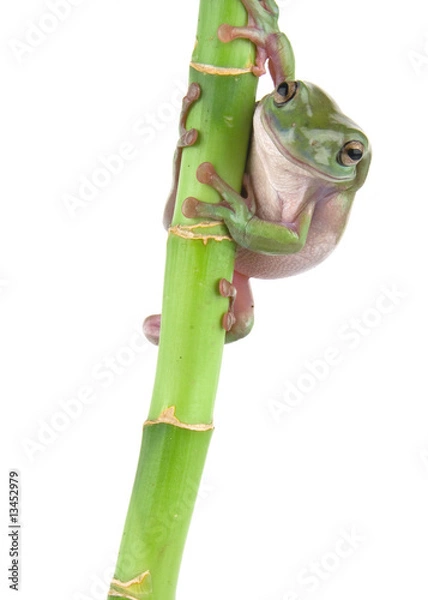 Obraz Green tree frog climbing