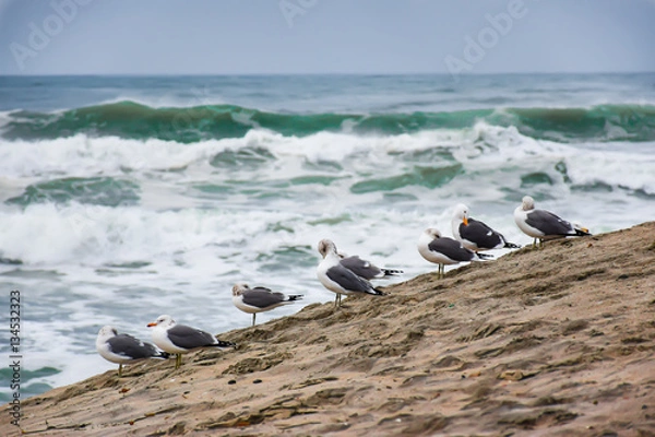 Obraz Birds at the beach